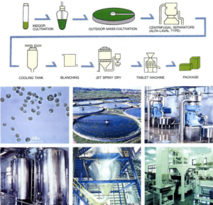 什么是小球藻(Chlorella)?帶你認識小球藻。